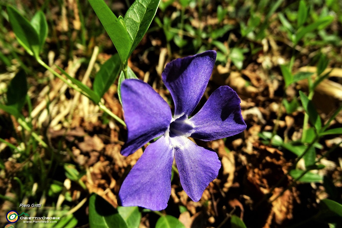 23 Vinca minor (Pervinca minore).JPG - 